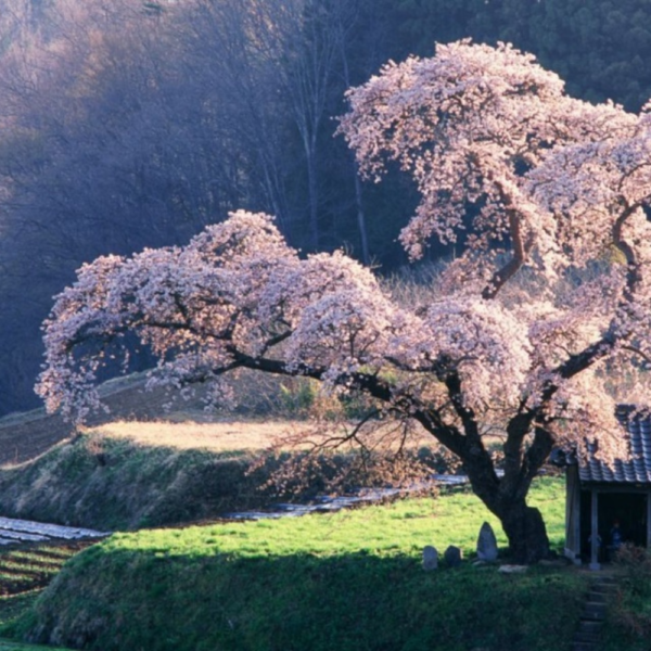 Native-White-Owl-Tea